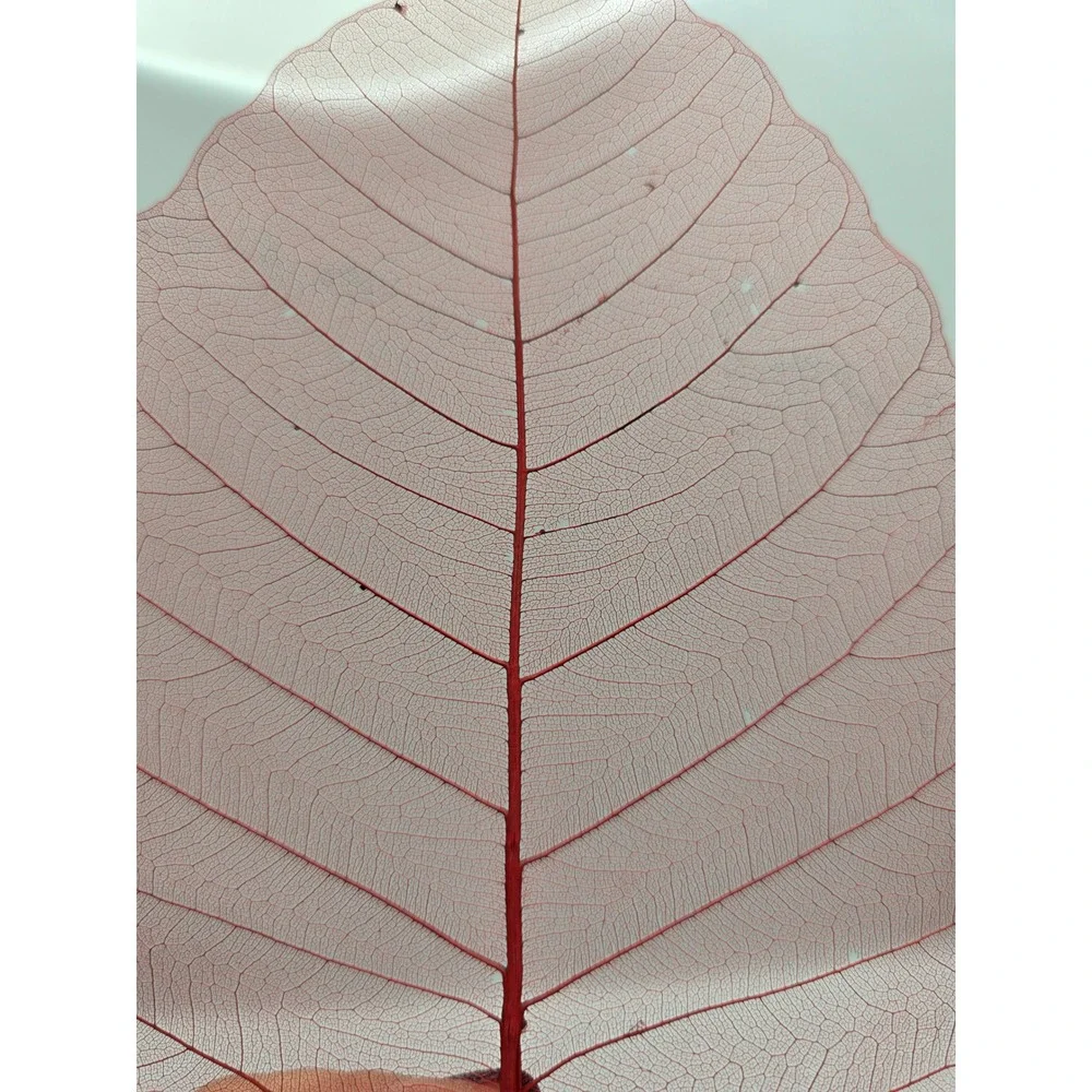 Skeleton Leaves Green Pink‎ Botanical Decor Crafting Floral Arrangements
